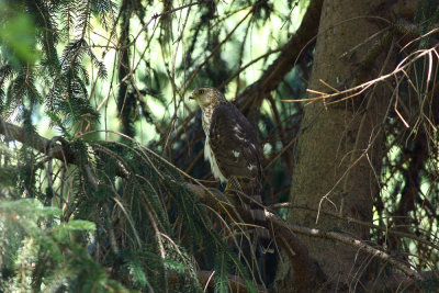 Cooper's Hawk