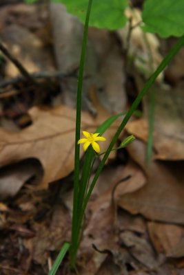 Hypoxis hirsuta- Yellow Star Grass