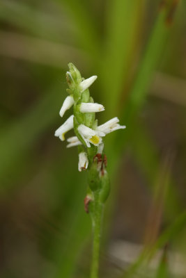 Spiranthes lucida- (Shining Ladies' Tresses)