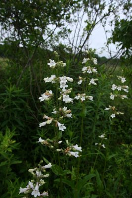 Penstemon digitalis- Foxglove Beardtongue