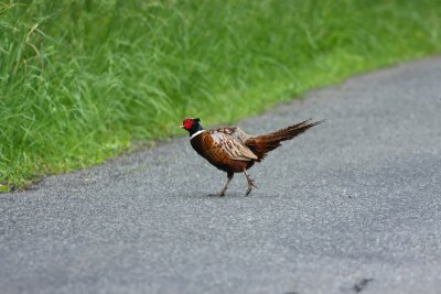 Ring-necked Pheasant