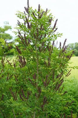 Amorpha fruticosa- False Indigo