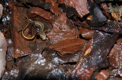 Northern Two-lined Salamander