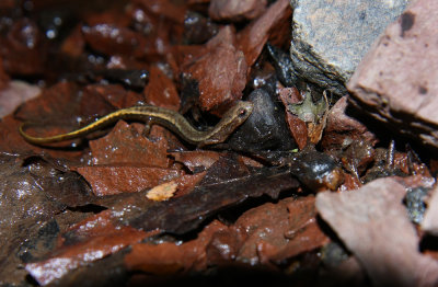 Northern Two-lined Salamander