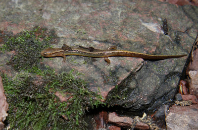 Northern Two-lined Salamander