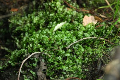 Pallavicinia lyellii- Liverwort