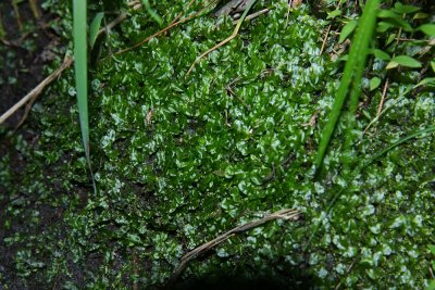 Pallavicinia lyellii- Liverwort (with flash)