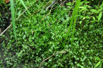 Pallavicinia lyellii- Liverwort