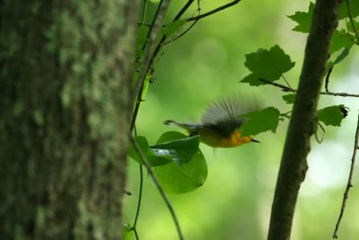 Prothonotary Warbler