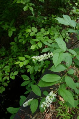 Itea virginica- Virginia Sweetspire