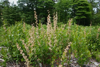 Lyonia mariana- Staggerbush