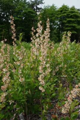 Lyonia mariana- Staggerbush