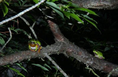 Pine Barrens Treefrogs!!!