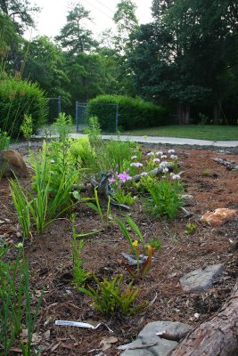 My bog garden