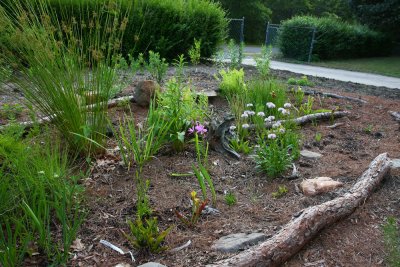 My bog garden