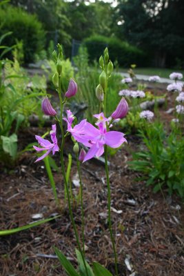 My bog garden