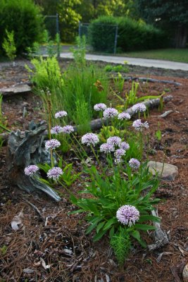 Marshallia grandiflora- Barbara's Buttons