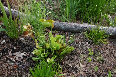 Sarracenia purpurea- Northern Pitcher Plant