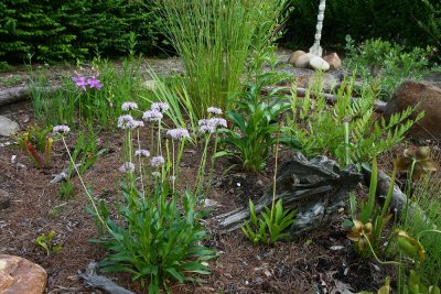 My bog garden