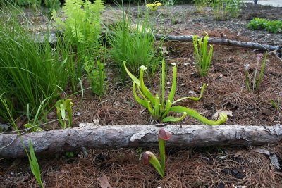 My bog garden