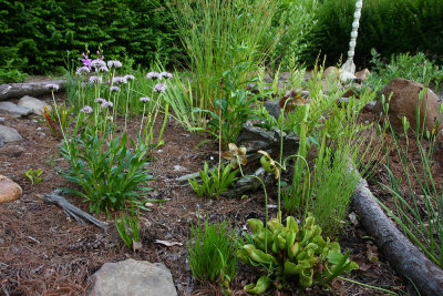 My bog garden