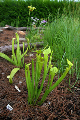 Sarracenia flava