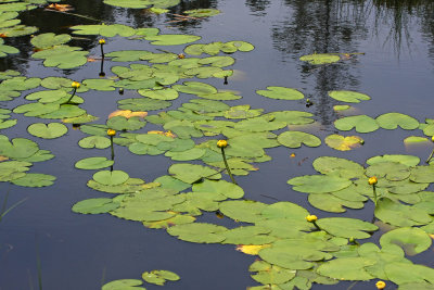 Nuphar variegatum- Spatterdock (Yellow Pond Lily)
