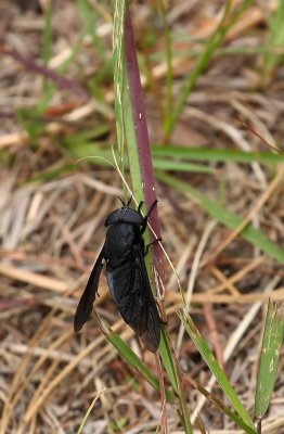 Black Horsefly (female)