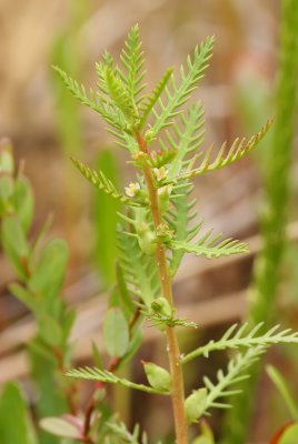 Proserpinaca pectinata (Cut-leaved Mermaid Weed)