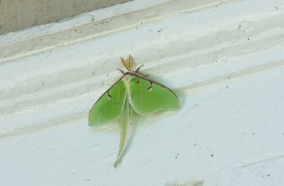 Luna Moth