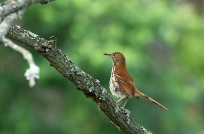 Brown Thrasher