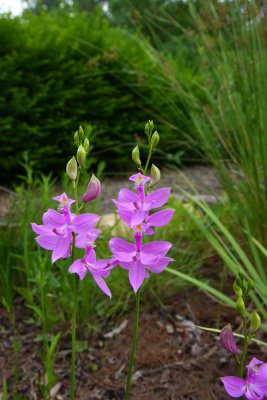 Calopogon tuberosus- Grass Pink Orchid