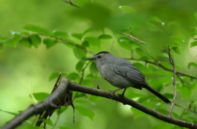 Gray Catbird