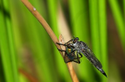 Robber Fly