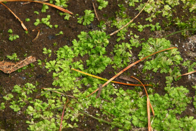 Some type of Liverwort- Riccia sp.?