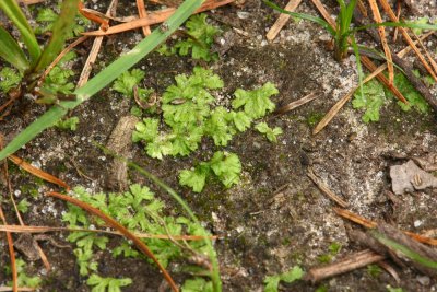 Some type of Liverwort- Riccia sp.?