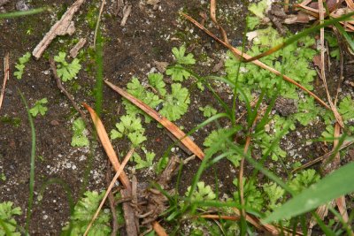 Some type of Liverwort- Riccia sp.?