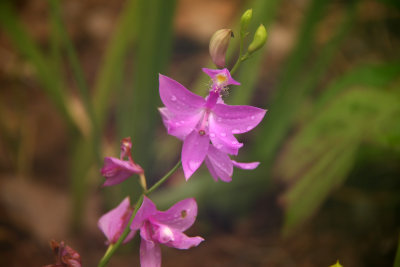 Calopogon tuberosus- Grass Pink Orchid