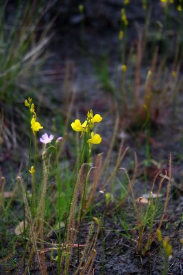 Utricularia cornuta- Horned Bladderwort