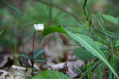 Chimaphila maculata- Spotted Wintergreen