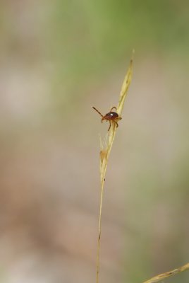Lone star Tick (adult female)