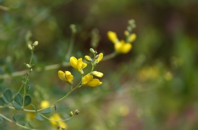 Baptisia tinctoria- Wild Indigo