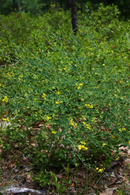 Baptisia tinctoria- Wild Indigo