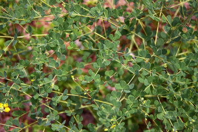 Baptisia tinctoria- Wild Indigo