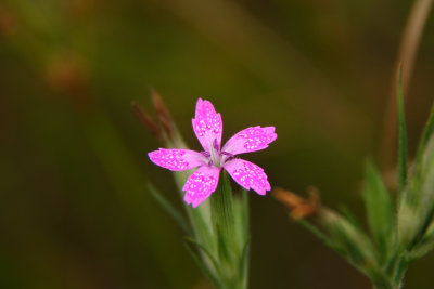 Dianthus armeria- Deptford Pink