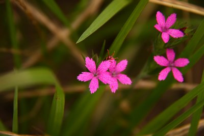 Dianthus armeria- Deptford Pink