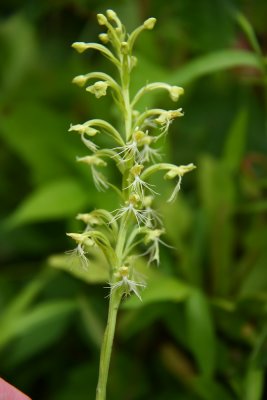 Platanthera lacera- Ragged Fringed Orchid