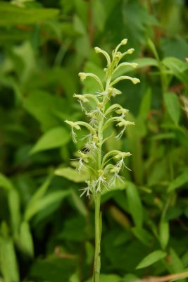 Platanthera lacera- Ragged Fringed Orchid