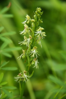 Platanthera lacera- Ragged Fringed Orchid