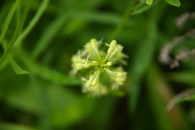 Platanthera lacera- Ragged Fringed Orchid